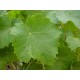 Cassis Bio (feuilles) - Nature et Progrès