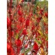 Hibiscus Bio (fleurs) - Nature et Progrès