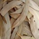 Eucalyptus Bio (feuilles) - Nature et Progrès