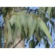 Eucalyptus Bio (feuilles) - Nature et Progrès