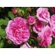 Rose de Damas Bio (fleurs) - Nature et Progrès