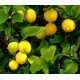Citron Bio (ecorce) - Nature et Progrès