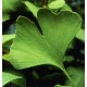 Ginkgo Biloba Bio (feuille) - Nature et Progrès