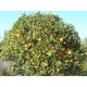 Oranger Bigaradier Bio (feuille) - Nature et Progrès