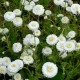 Camomille Romaine Bio (Fleur) - Nature et Progrès