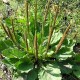 Plantain Bio (Feuille) - Nature et Progrès