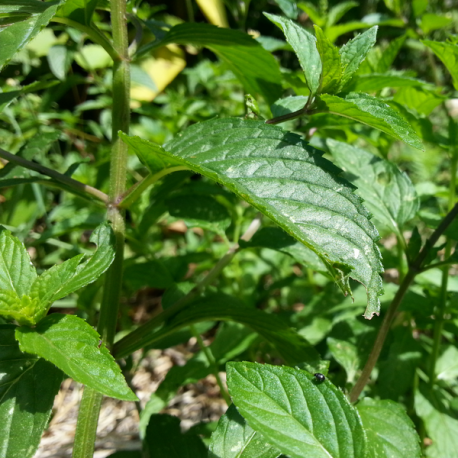 Menthe Poivrée Bio - Nature et progrès