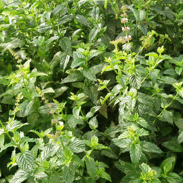 Menthe Verte - Menthe Romaine - Bio - Nature et progrs -  docteur-vaporisateur.com