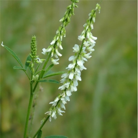 Mélilot Bio (Feuilles)