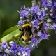 Gattilier Bio (fruit entier) - Nature et Progrès