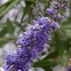 Gattilier Bio (fruit entier) - Nature et Progrès