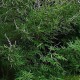 Gattilier Bio (fruit entier) - Nature et Progrès