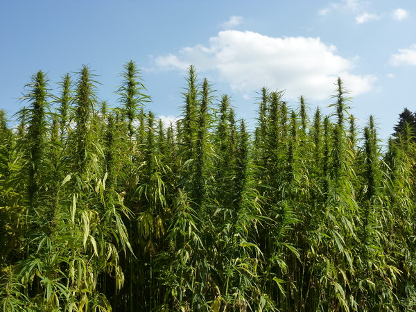 chanvre-cannabis-bio-champs
