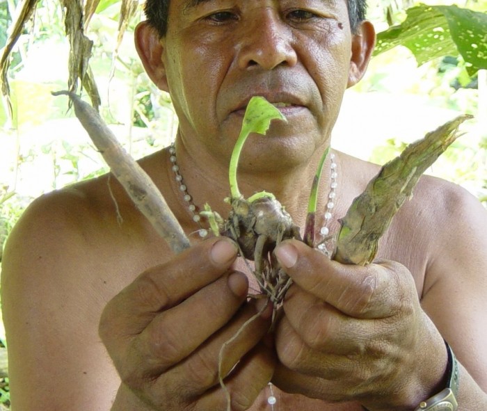 plantes chamaniques