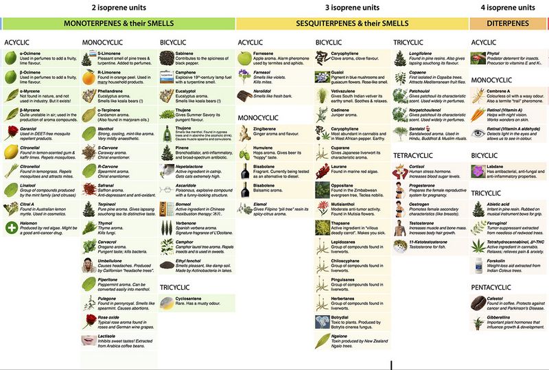 liste des terpenes