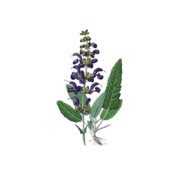 Sauge Bio Certifiée - Docteur-Vaporisateur.com