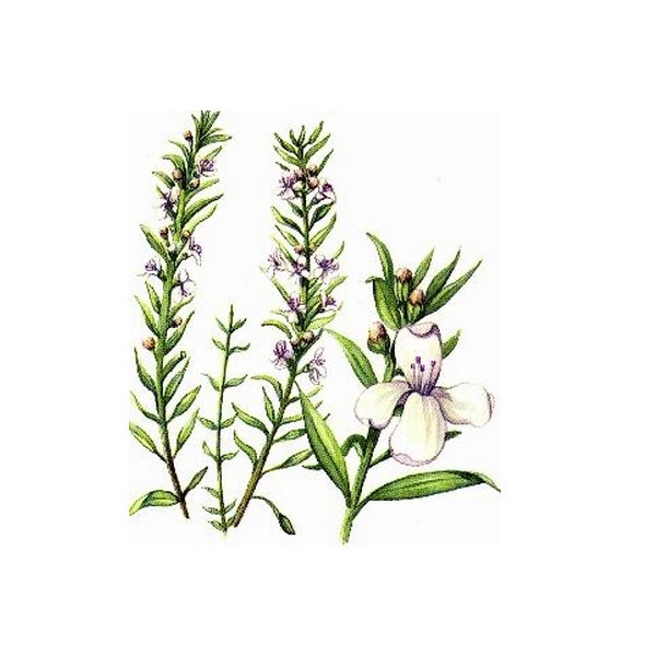 Sarriette Bio Certifiée des cevennes - Docteur-Vaporisateur.com