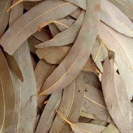 Eucalyptus Bio (feuille) - docteur-vaporisateur.com