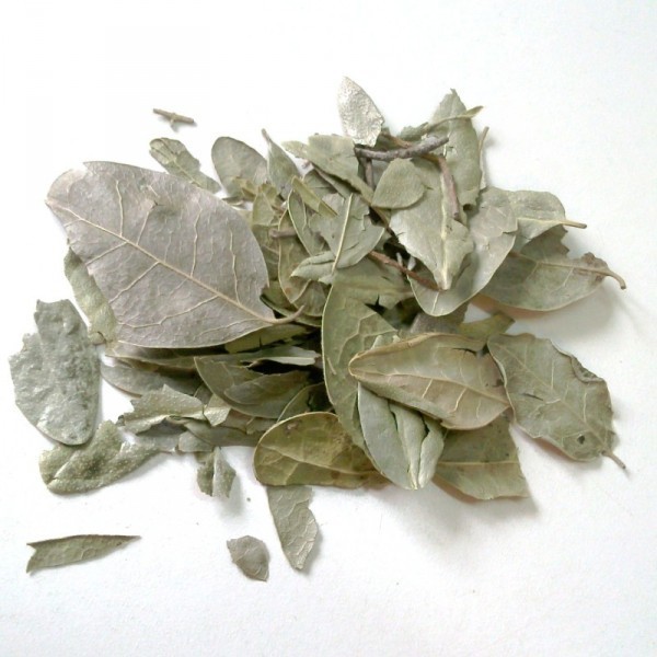 Boldo Bio (feuille) - docteur-vaporisateur.com