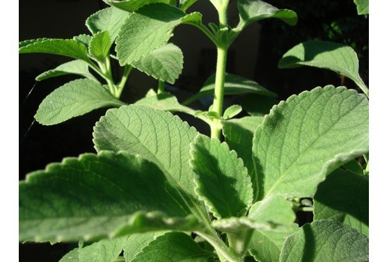 Boldo Bio (feuille) - docteur-vaporisateur.com