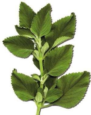 Boldo Bio (feuille) - docteur-vaporisateur.com