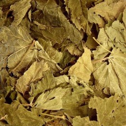 Cassis Bio (feuilles de) - Nature et Progrès - docteur-vaporisateur.com