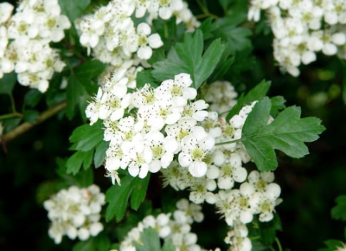 Aubépine Bio (feuilles et fleurs) - Docteur-Vaporisateur.com