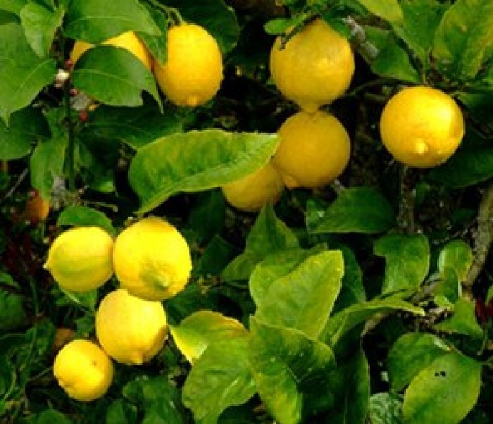 Citron Bio (ecorce) - docteur-Vaporisateur.com