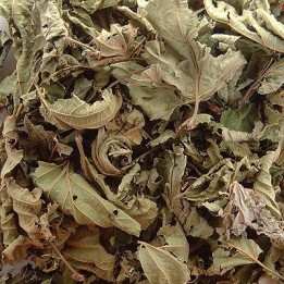 Noisetier Bio (feuille) - docteur-Vaporisateur.com