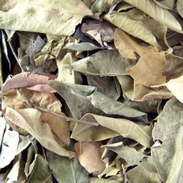 Oranger Bigaradier ou Orange Amère Bio (feuille)