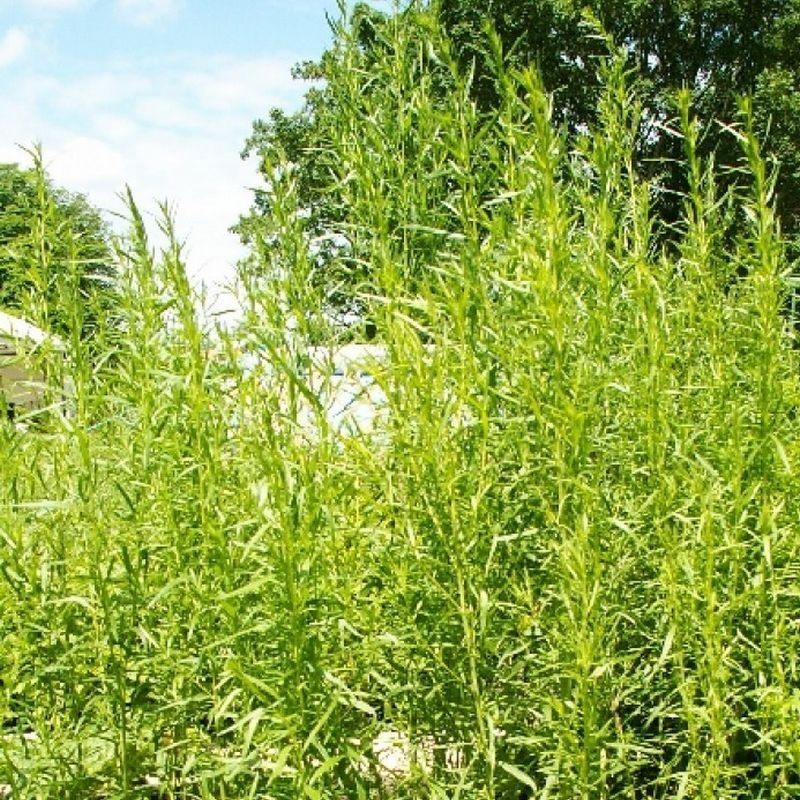Estragon Bio (Feuille) - Nature et Progrès