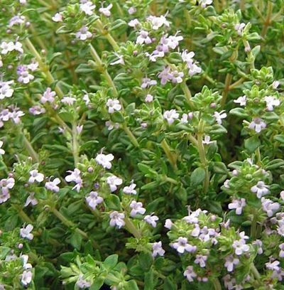 Thym Thymol Bio Certifié