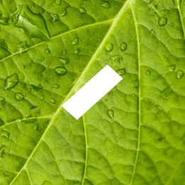 D'Lice - E-Liquide - Menthe Verte - 10 ml - docteur-vaporisateur.com