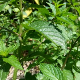 Menthe Poivrée Bio - Nature et progrès - docteur-vaporisateur.com