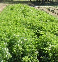 Mélilot Bio - Mélilot Blanc de siberie - docteur-vaporisateur.com