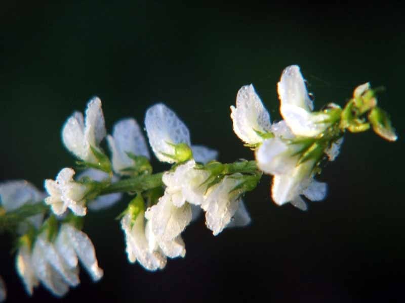 Mélilot Bio - Mélilot Blanc de siberie - docteur-vaporisateur.com