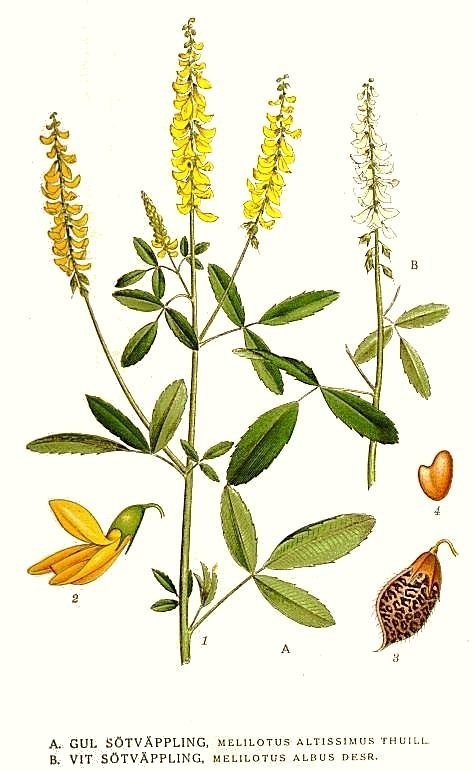 Mélilot Bio - Mélilot Blanc de siberie - docteur-vaporisateur.com