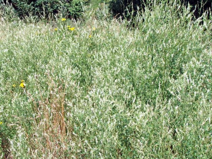 Mélilot Bio - Mélilot Blanc de siberie - docteur-vaporisateur.com