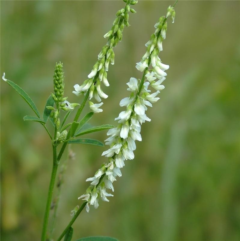 Mélilot Bio - Mélilot Blanc de siberie - docteur-vaporisateur.com