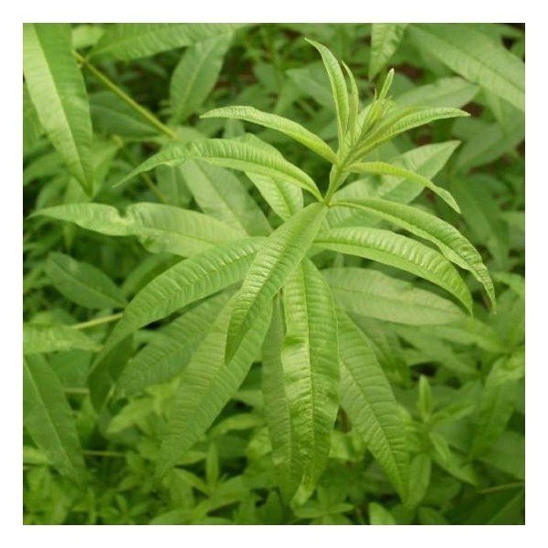Verveine Odorante Bio - docteur-vaporisateur.com