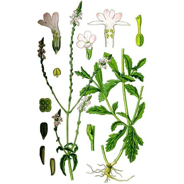 Verveine Odorante Bio - docteur-vaporisateur.com