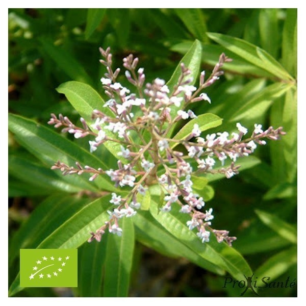 Verveine Odorante Bio - docteur-vaporisateur.com